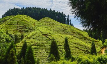 Discover the Best Tea Gardens in Darjeeling