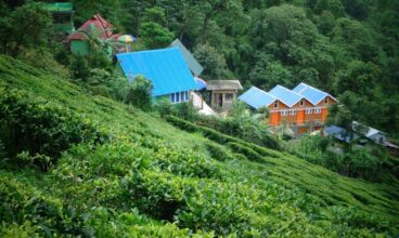 Do You Know a Place Near Darjeeling Named After a Bird and Home to a Century-Old Tea Estate?